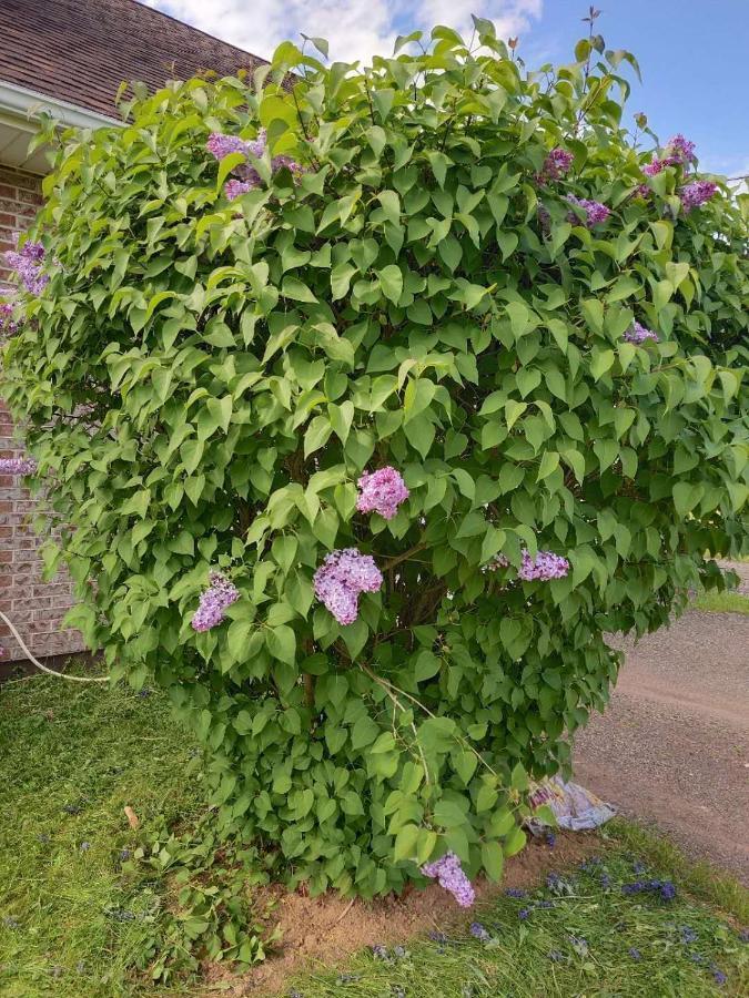 酣息小栈 Sweet Dreams Bed & Breakfast Cornwall Dış mekan fotoğraf